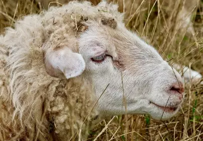 Serene Woolly Sheep Resting in Golden Meadow