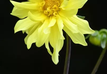Vibrant Yellow Dahlia: A Summer Blossom on Black