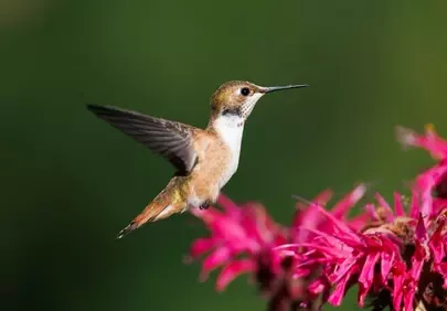 Vibrant Hummingbird Sips Nectar from a Magenta Bloom