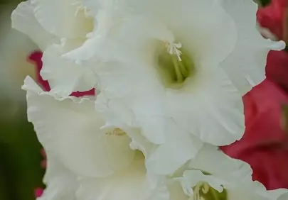 Stunning White Gladiolus: Pure Elegance in Bloom