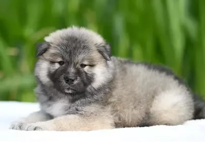 Adorable Fluffy Eurasier Puppy Resting Outdoors