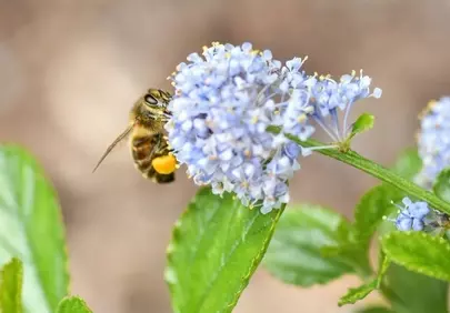 Breathtaking Macro: Bee Pollinating Delicate California Lilac