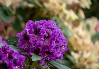 Vibrant Purple Rhododendron Bloom in Spring Garden