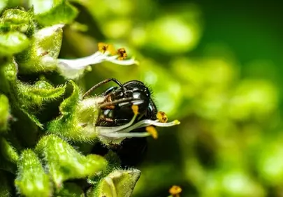 Stunning Macro: Wasp Immersed in Vibrant Green Flower