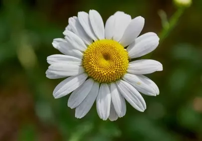 Vibrant Oxeye Daisy: Nature's Macro Beauty in Spring