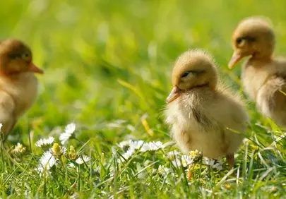 Adorable Ducklings Explore a Golden Spring Meadow