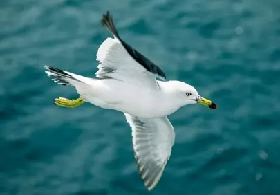 Graceful Ocean Glider: A Seagull's Majestic Flight