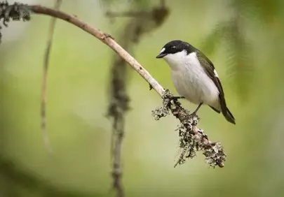 Stunning Flycatcher: A Close-up in its Natural Habitat