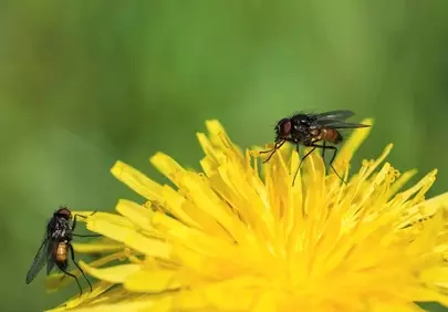 Vibrant Macro: Flies on a Dandelion's Golden Bloom