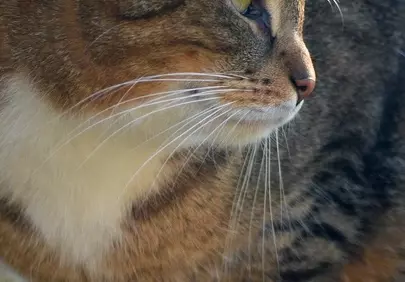 Captivating Feline Gaze: A Portrait of Curious Elegance