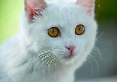 Enchanting White Cat with Golden Eyes in Nature's Embrace