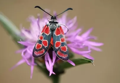 Vibrant Zygaena Butterfly on Purple Meadow Flower