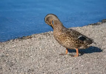 Serene Mallard Resting by Sunny Lake Shore