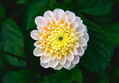 Stunning White & Yellow Dahlia Bloom: Nature's Macro Masterpiece