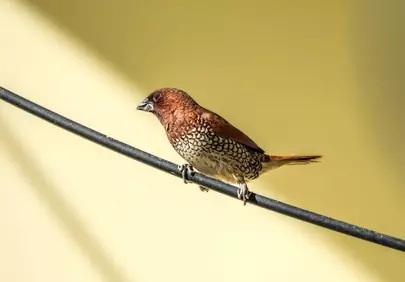 Vibrant Scaly-Breasted Munia Perched on Wire in Golden Sunlight
