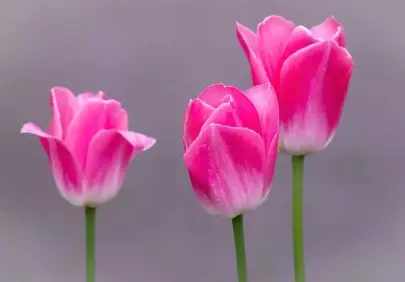 Vibrant Pink Tulips: Spring's Charming Blooms