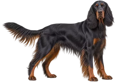 Majestic Gordon Setter: A Striking Black and Tan Canine Portrait
