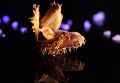 Mysterious Macro Autumn Husk with Ethereal Reflection