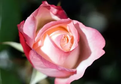 Stunning Pink Rose Macro: Nature's Delicate Beauty in 4K