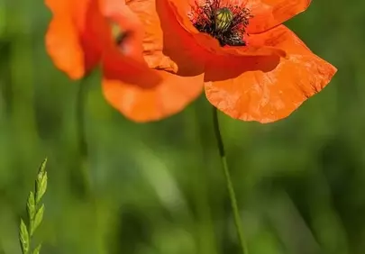 Vibrant Scarlet Poppies: A Close-Up of Nature's Spring Beauty