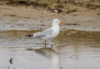 Graceful Gull Strolling in Serene Beach Waters