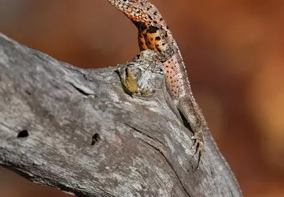 Vibrant Galapagos Lizard: A Glimpse of Isabela's Wild Beauty