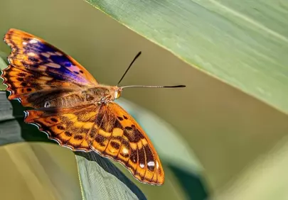Vibrant Orange Butterfly: Macro Beauty in Nature's Embrace