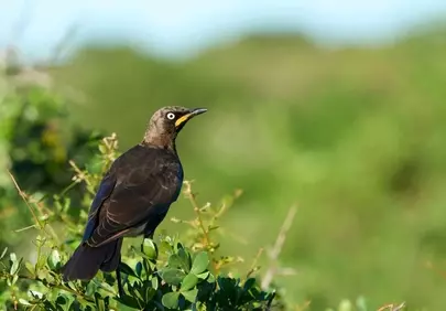 Stunning Wild Bird: Nature's Avian Gem in Summer
