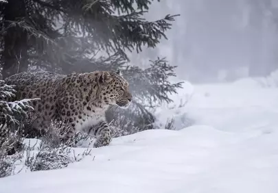 Majestic Leopard: Winter Hunter in Snow-Covered Forest