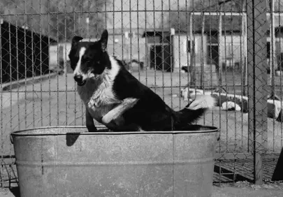 Charming Border Collie Bathtime Fun: Black and White Serenity