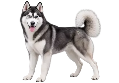 Stunning Blue-Eyed Husky: A Majestic Winter Companion