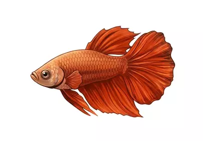 Vibrant Red Betta Fish Illustration: Elegant Aquatic Pet