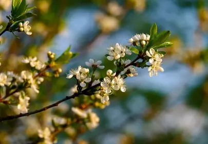 Stunning White Spring Blossoms on a Branch