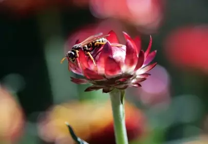Vibrant Wasp on Red Flower: A Macro Summer Delight
