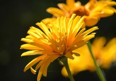 Radiant Heliopsis: Summer's Golden Bloom in Soft Light