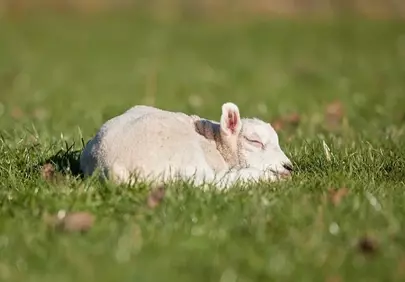Serene Slumber: Adorable Lamb Napping in Spring Meadow