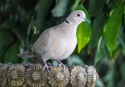 Serene Dove: Symbol of Peace in Nature