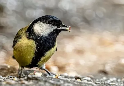 Captivating Great Tit: A Close-Up of Nature's Avian Beauty