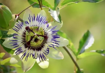 Vibrant Passionflower: A Macro Delight in Nature's Embrace