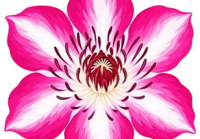 Vibrant Pink Floral Symmetry: A Botanical Masterpiece