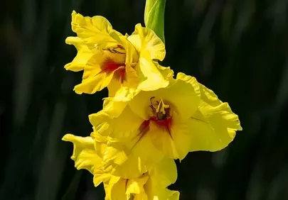 Vibrant Yellow Gladiolus in Summer Bloom