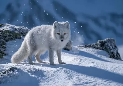 Stunning Arctic Fox in a Winter Wonderland