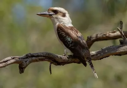 Majestic Kookaburra Perched in Natural Habitat