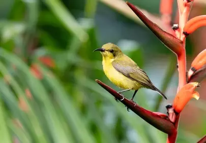 Vibrant Sunbird Perched on Exotic Heliconia