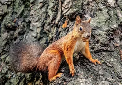 Charming Red Squirrel: Nature's Cutest Forest Dweller