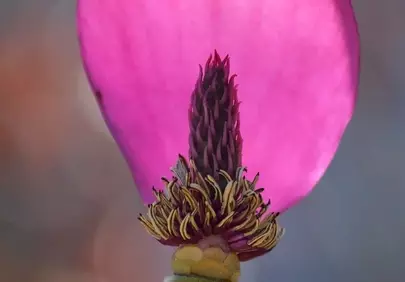 Vibrant Magnolia Bloom: A Backlit Botanical Masterpiece