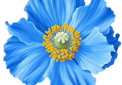 Vibrant Blue Himalayan Poppy: Exotic Beauty in Full Bloom