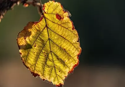 Golden Autumn Leaf: Backlit Nature's Intricate Beauty