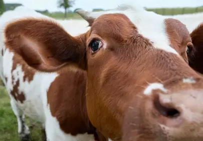Intriguing Close-up: Curious Dairy Cow on a Farm