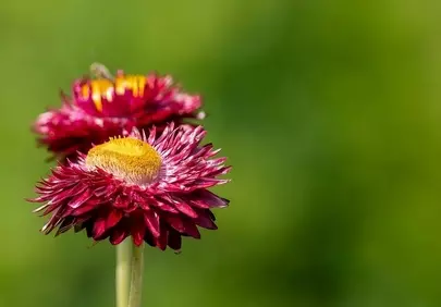 Vibrant Red Strawflowers: Nature's Bokeh Beauty